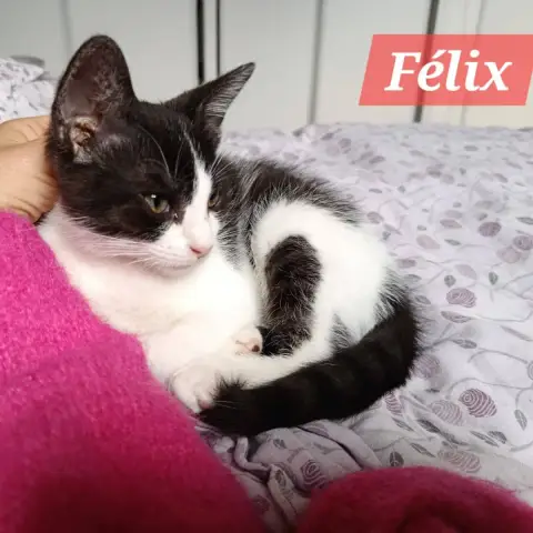 Felix photo 3