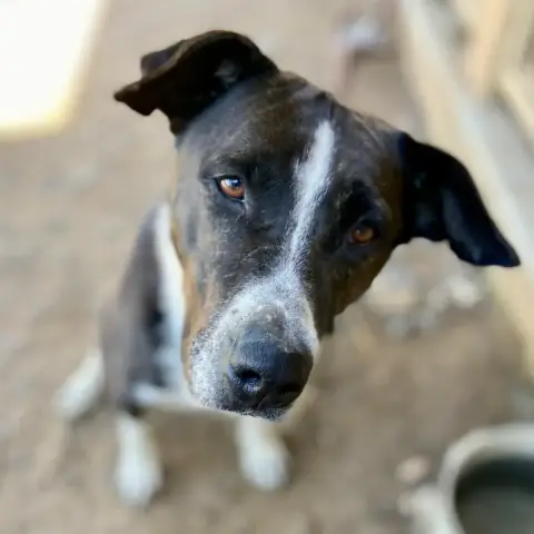 Nelly photo 2