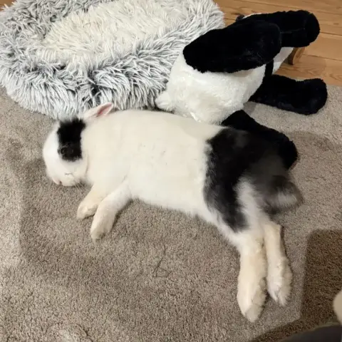 [À L'Adoption] Kaori photo 3