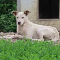 America photo 3