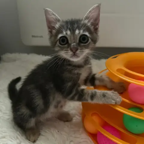 Phoebe