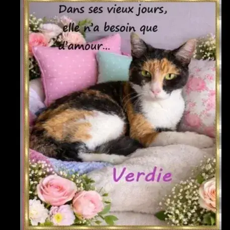 Verdie