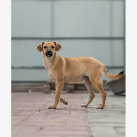 Melba