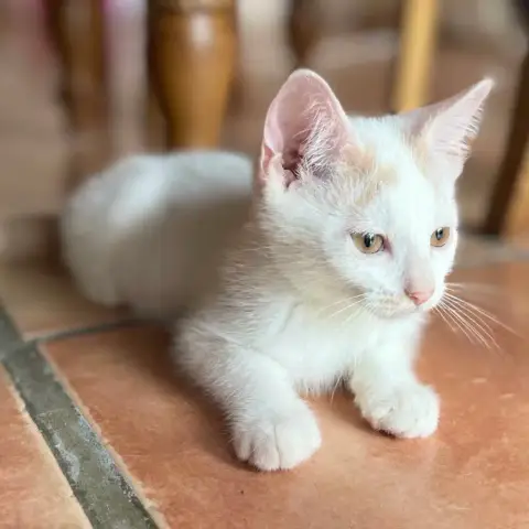 Zoulou photo 2