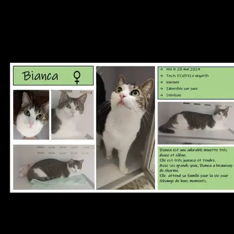 Bilky