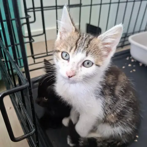 Jojo En Accueil Chez Elodie