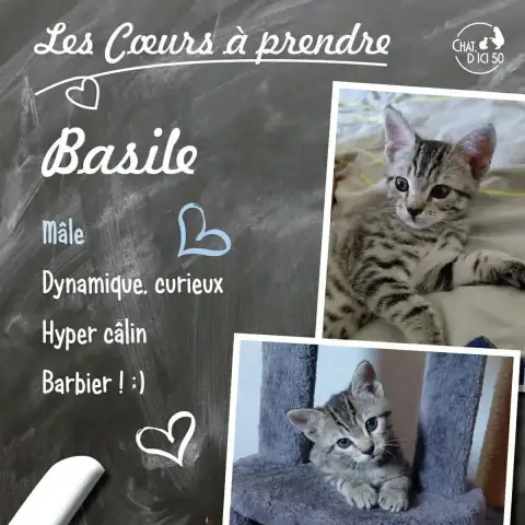 Basile