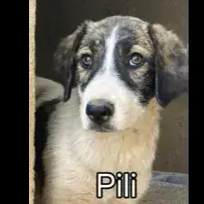 Mili / Pili photo 2