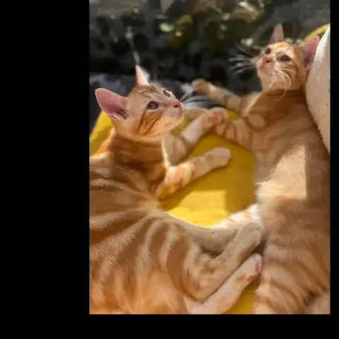 Tobbie & Garfield