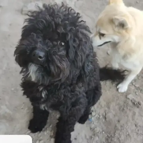 Hugo