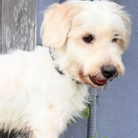 ✨️ Imsida ✨️ 🐶