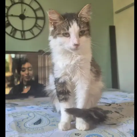 Pirouette