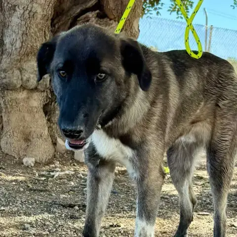 Bartolo photo 2