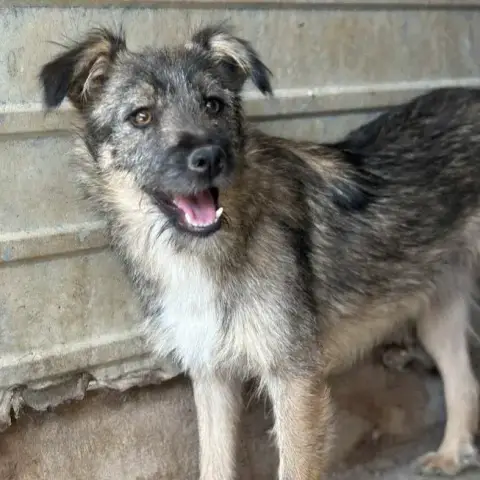 Mogli photo 3