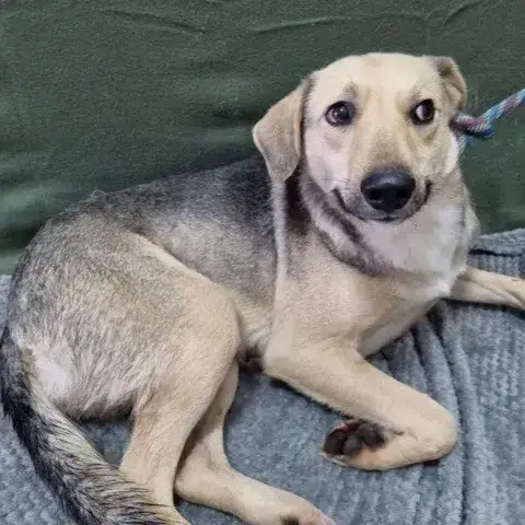 Lumi