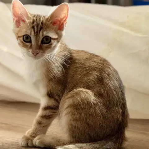 Shiro