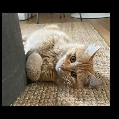 Gisou photo 2