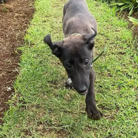 Titus