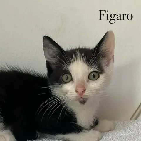 Carmen & Figaro photo 3