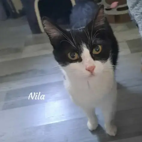Nila photo 3
