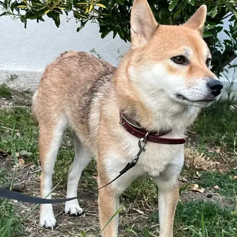 Joy photo 2