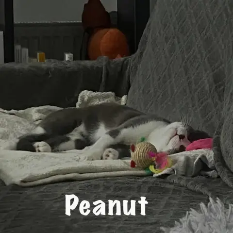 Peanut, photo 2