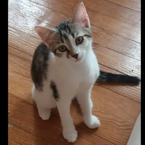 Nala photo 3