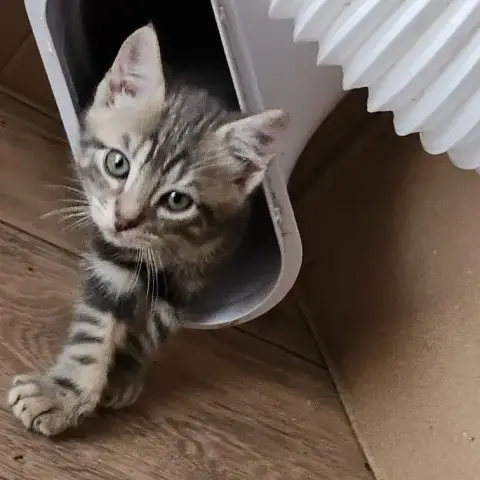 Zeus