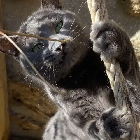 Gryffondor photo 3
