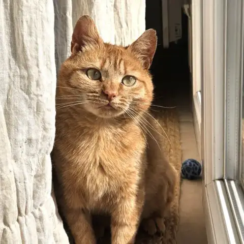 Ponyo
