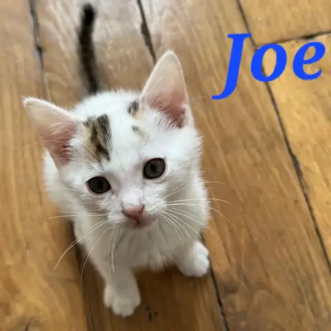 Joe photo 2