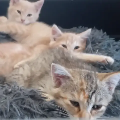 3 Petits Chatons