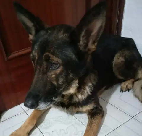 Loba photo 3