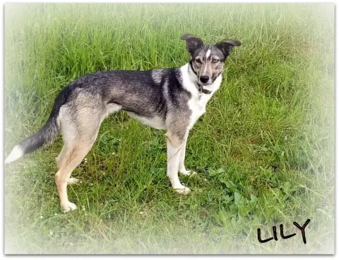 Lily