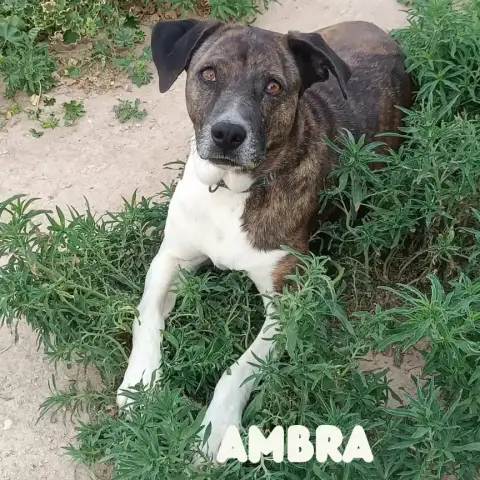 Ambra