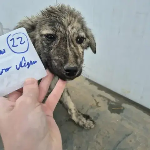 Nash