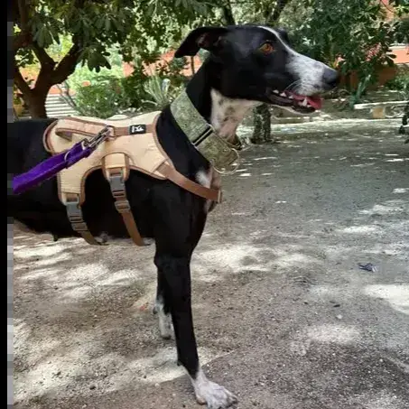 Adopter Ava