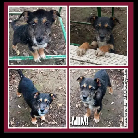Mimi