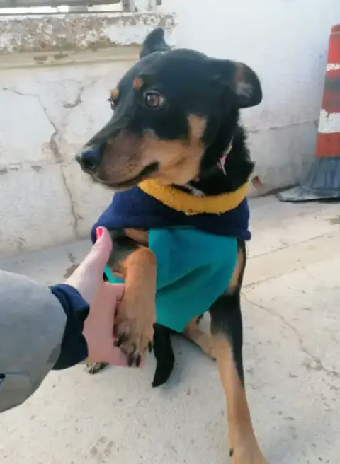 Lobo