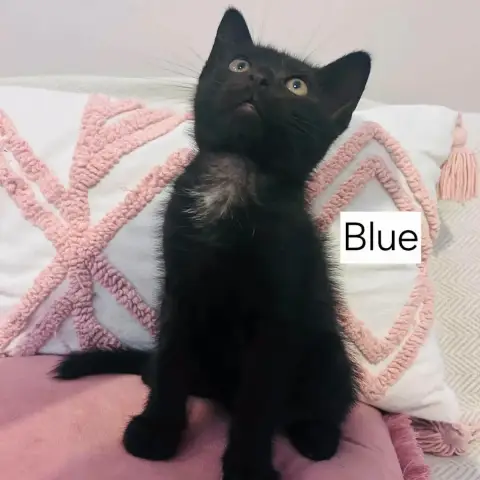 Blue