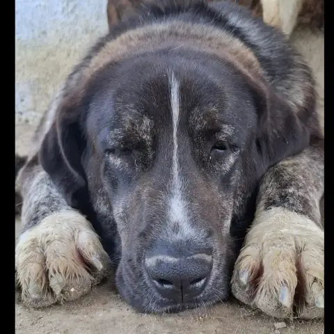 Brandy