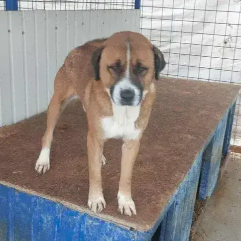 Boomer photo 2