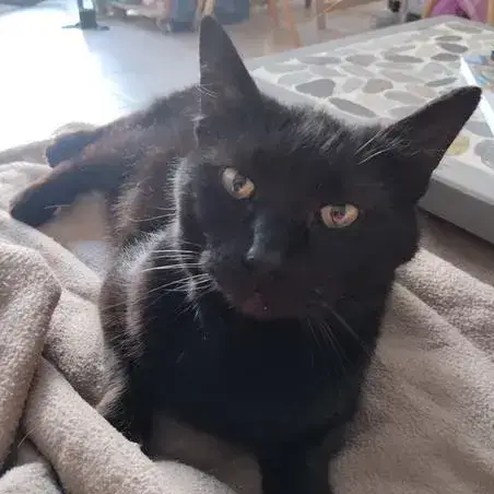 Blackcat