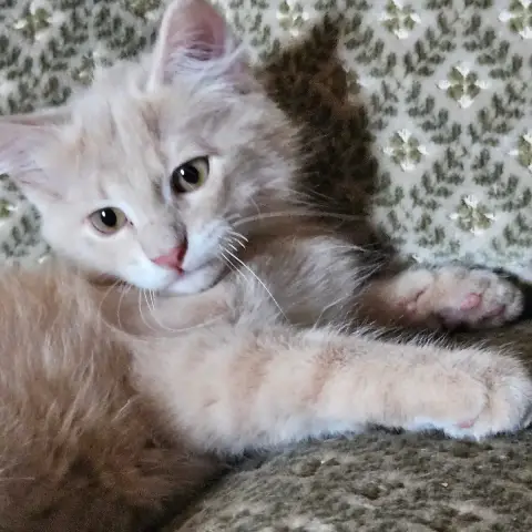 Mâle 3 Bébé De Bella