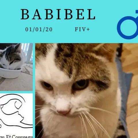 Babibel