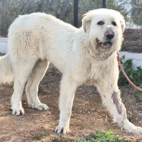 Blanca photo 2
