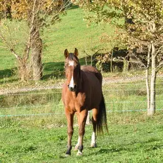 Harrisburg Vet photo 2