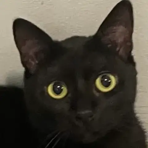 Spyro