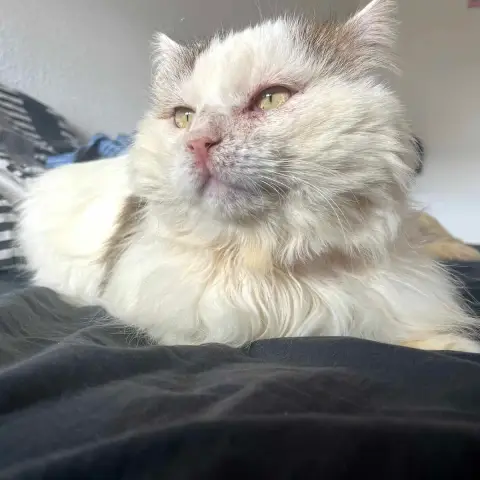 Achille