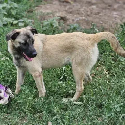 Helga
